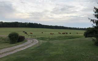 Farmland with cows
